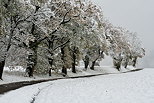 Photographie d'une route de campagne borde d'arbres aprs les premires neiges en Haute Savoie