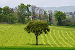 Image d'un paysage rural au printemps prs de Sillingy en Haute Savoie