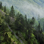 Image of mountain forest with pine trees and morning mist