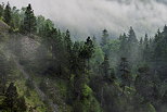 Image de la brume matinale sur les picas du Haut Jura dans la moraine du Niaizet