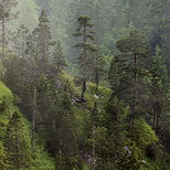 Image de la brume d't dans la moraine du Niaizet prs de Llex. Parc Naturel Rgional du Haut Jura