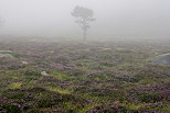 Photographie d'une lande dans le brouillard sur le Suc de la Lauzire en Ardche