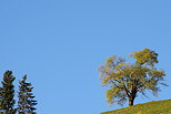 Photographie d'un arbre isol sur fond de ciel bleu en automne
