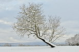 Image d'un paysage hivernall avec un arbre enneig dans la campagne de Haute Savoie