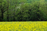 Photo du jaune du colza et de la verdure printanire en Haute Savoie