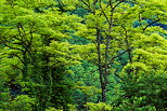Photo d'arbres aux couleurs du printemps prs de Frangy en Haute Savoie
