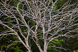 Photo des branches tortueuses et enlaces d'un vieil arbre mort