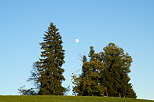 Photo du lever de lune entre deux arbres  Clermont en Genevois