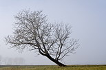 Photo of a tree in the mist of a winter morning