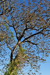 Image de branches en contre plonge sur fond de ciel bleu