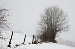 Image d'un matin d'hiver dans la neige et le brouillard prs de Savigny en Haute Savoie