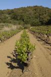 Photo de vignes sur la commune de Collobrires dans le Massif des Maures