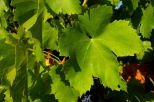 Photo de feuilles de vigne