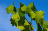 Photo de feuilles de vigne se dtachant sur un fond de ciel bleu
