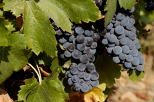 Photo de grappes de raisins sur un pied de vigne