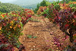 Photographie de ranges de vignes en automne - Colllobrieres - Massif des Maures