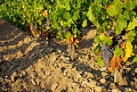 Photographie d'un range de vigne avec des grappes de raisins rouges
