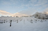 Photographie d'un vignoble enneig au lever du jour en Haute Savoie