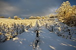 Image of the french vineyard with snow and sun