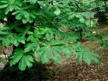 photo de feuilles de chtaignier