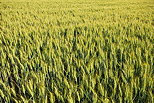 Photo d'un champ de bl en Haute Savoie