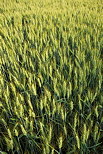 Photographie d'pis de bl dans un champ en Haute Savoie