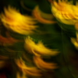 Image de fleurs de pissenlits