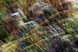 Photo d'herbes en automne mlanges par des mouvements pendant la prise de vue