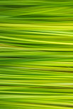 Image abstraite avec les lignes et les couleurs de l'herbe en t
