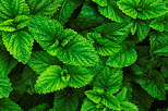 Photo de feuilles de mlisse verdoyantes au printemps