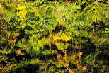 Image de reflets d'automne dans l'eau du Rhne