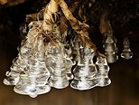 Photographie de stalactites de glace en forme de clochettes dans la rivire de la Valserine