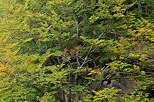 Photo d'un arbre par de son feuillage d'automne