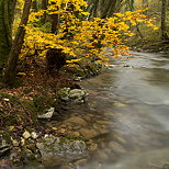 Picture of an autumn tree along Fornant river