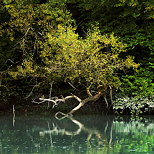 Image d'un arbre au feuilles jaunies sur les bords du Rhne