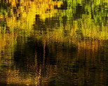 Image de reflets forestiers sur l'eau du Rhne