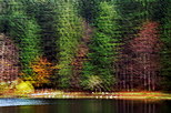 Photo abstraite de la fort du lac Gnin en automne