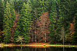 Photograph of the autumn forest around lake Genin