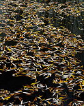 Photo de feuilles d'automne  sur les eaux noires d'un tang