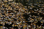 Image de feuilles d'automne flottant sur l'eau d'un tang