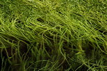 Image d'algues vertes  la surface du lac de Montriond en Haute Savoie
